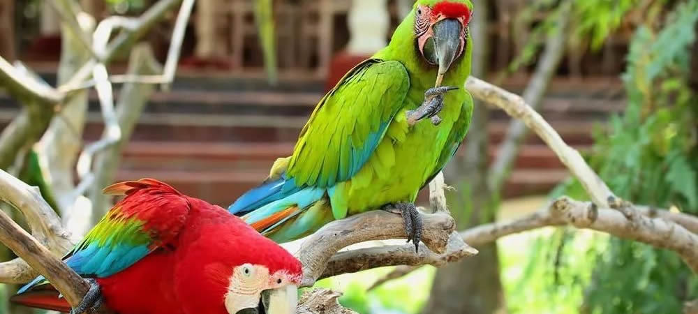 bird park-bali