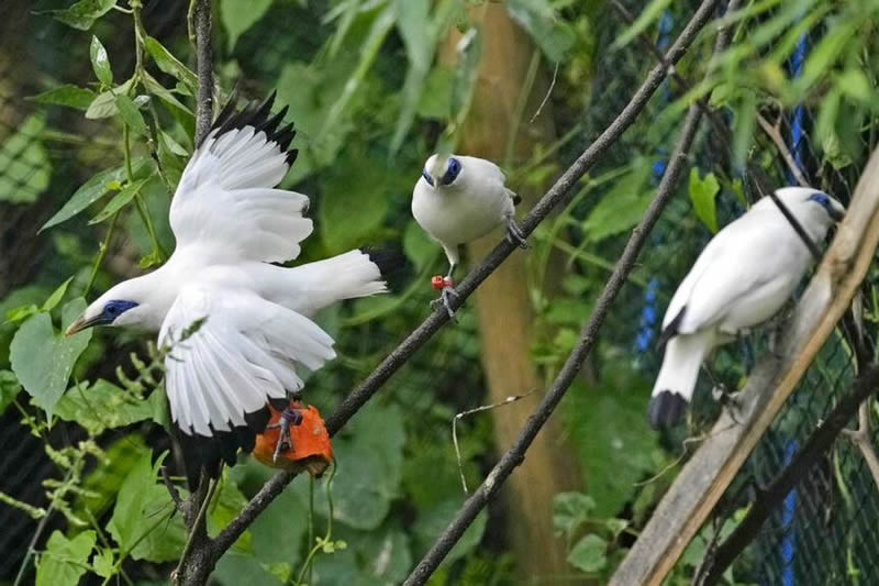 bird park
