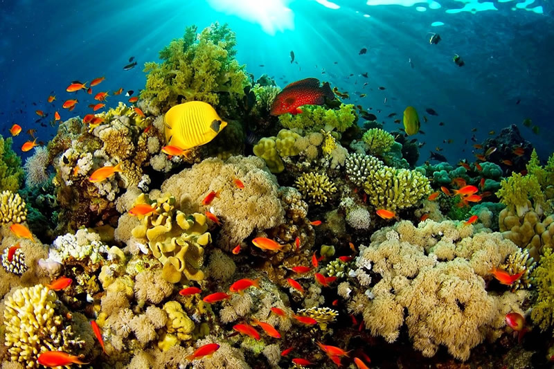 bunaken sulawesi island