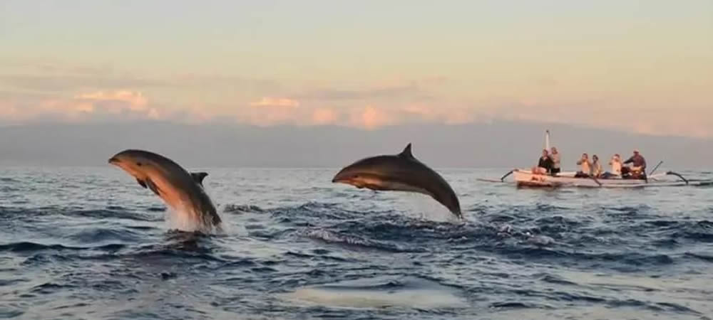 dolphin