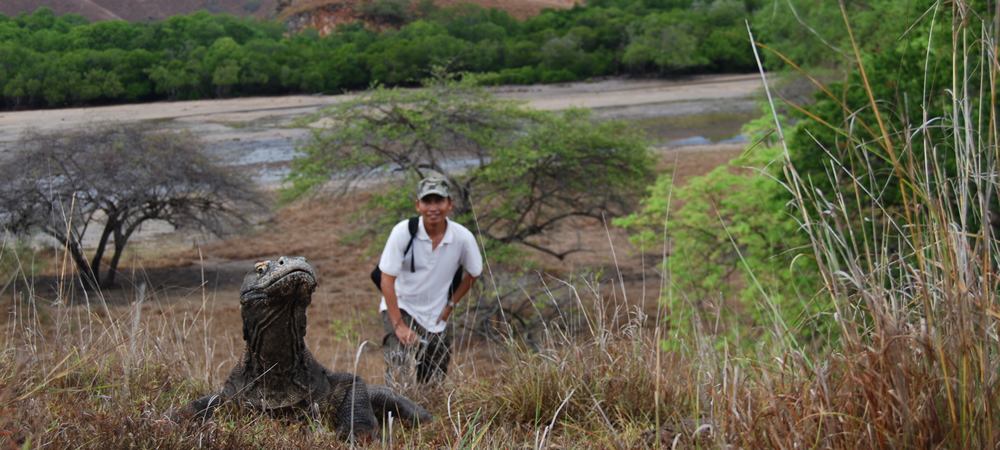 komodo dragon