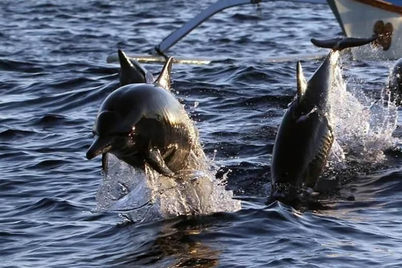 lovina dolphin
