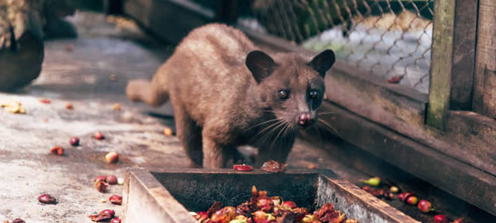 luwak coffee