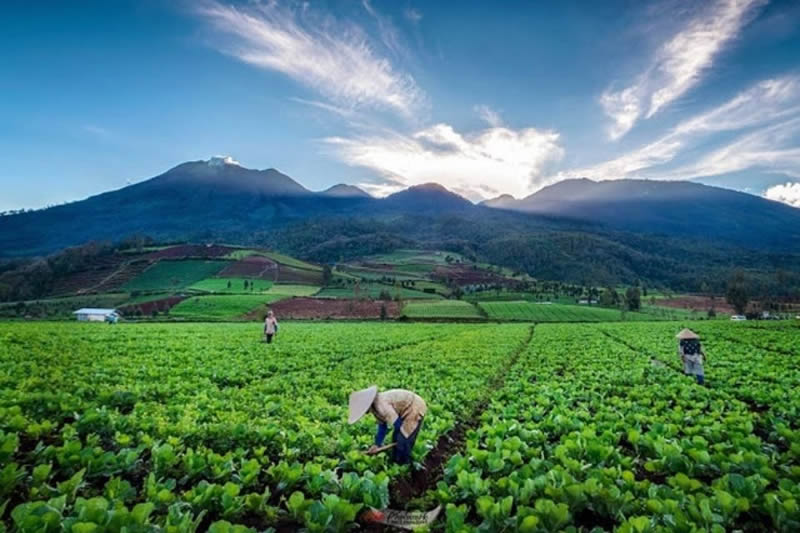 malang java island