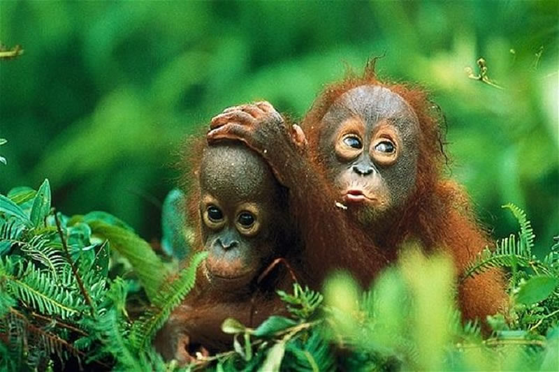 mount leuser
