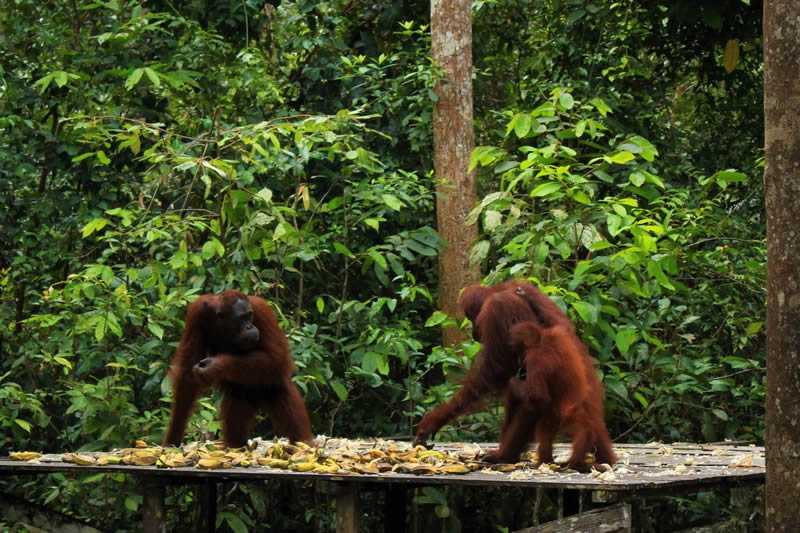 orangutan